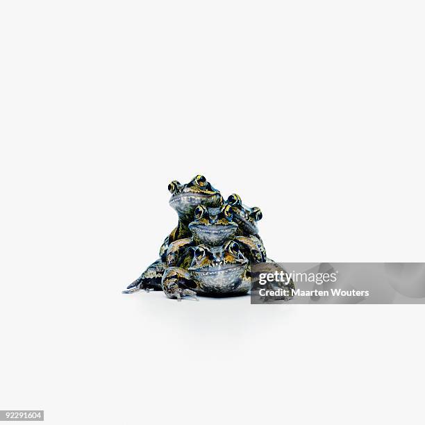 frog stack - vier tiere stock-fotos und bilder