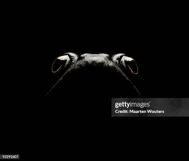 frog portrait looking up - grenouille photos et images de collection