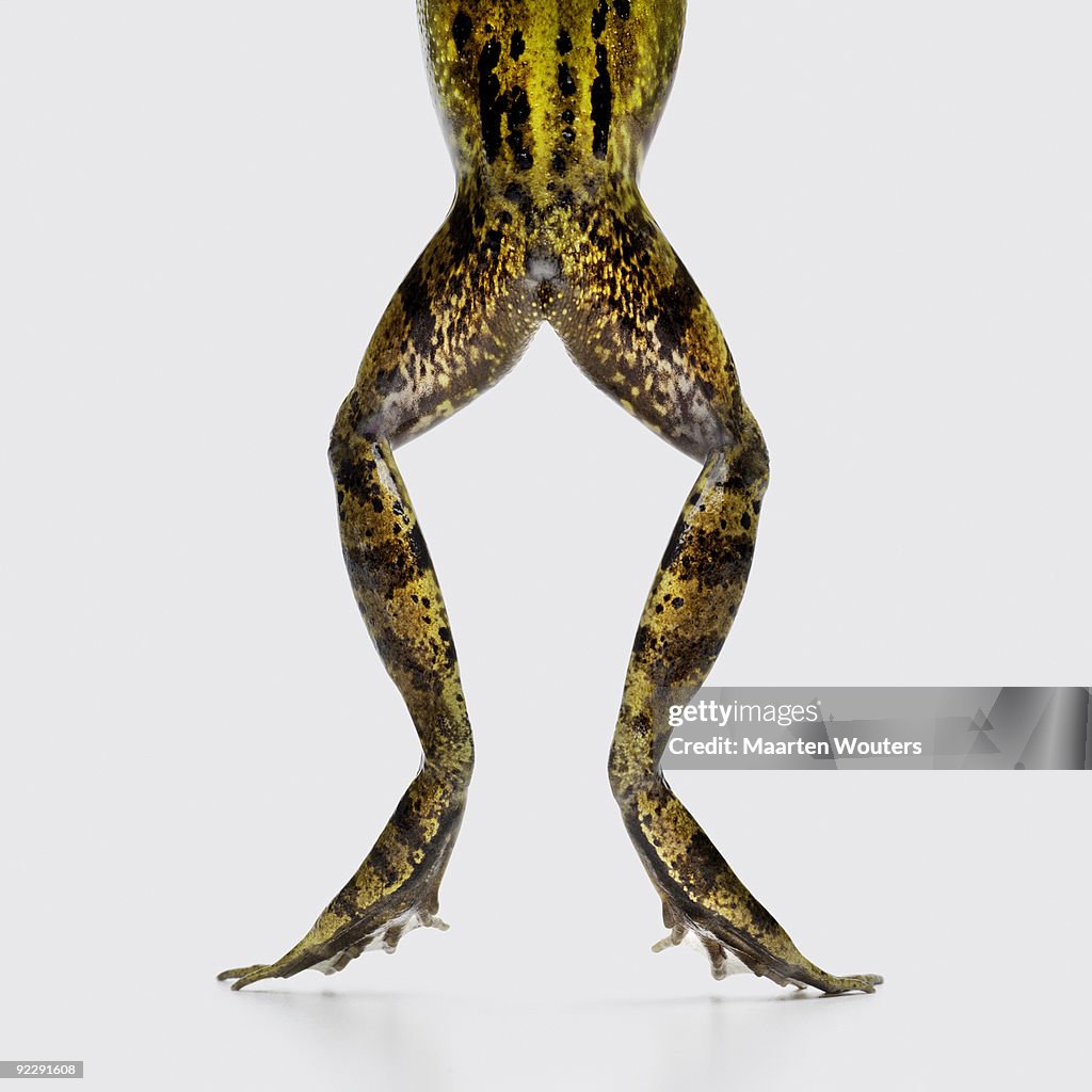 Frog legs and bottom