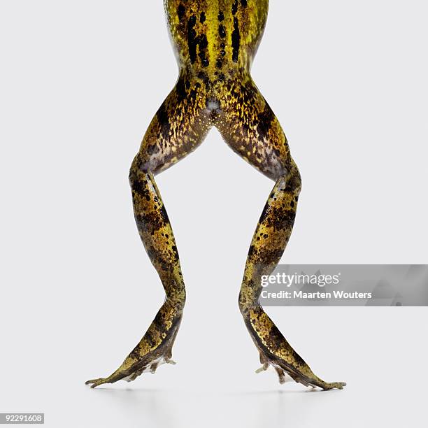 frog legs and bottom - achterpoot stockfoto's en -beelden