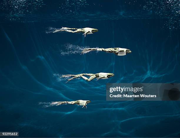 256 Frog Racing Stock Photos, High-Res Pictures, and Images - Getty Images