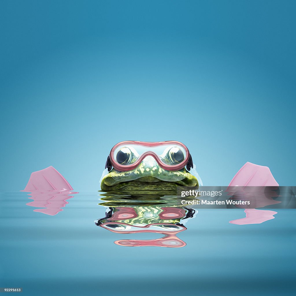 Frog snorkeling v2