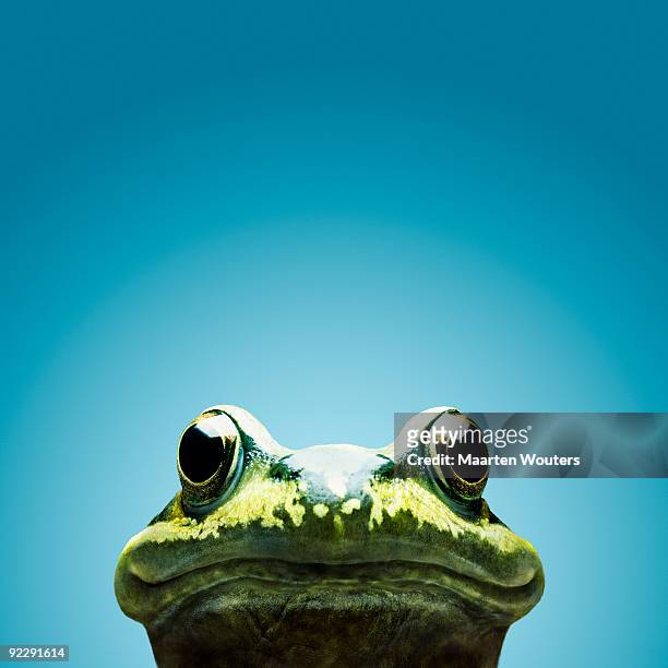 frog smile - frog stock pictures, royalty-free photos & images