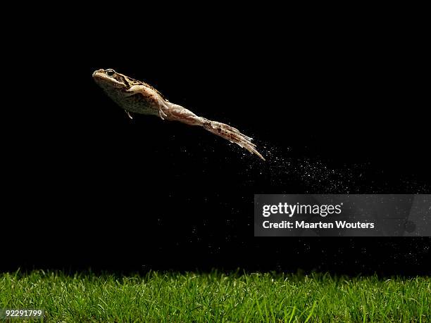 jumping frog - frosch stock-fotos und bilder