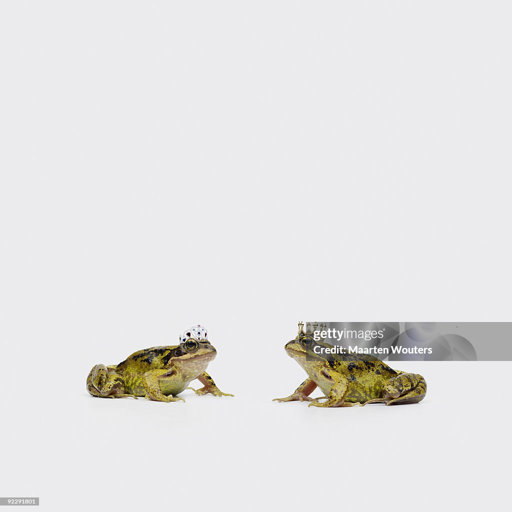 Royal frogs