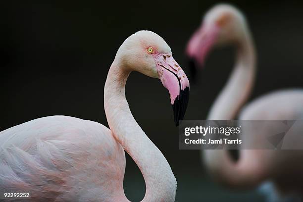 greater flamingo close-up - greater flamingo stock pictures, royalty-free photos & images