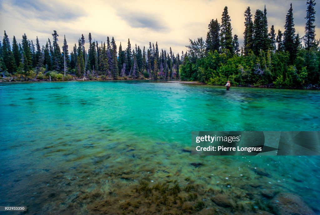 Flyfishing for Arctic grayling, lake trout in the crystal clear waters of the Takhini River in mid august, few kilometers away from Whitehorse, Yukon - Canada