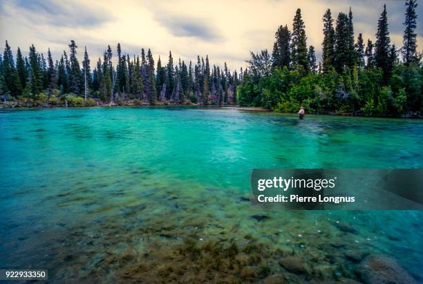 flyfishing for arctic grayling, lake trout in the crystal clear waters of the takhini river in mid august, few kilometers away from whitehorse, yukon - canada - whitehorse bildbanksfoton och bilder