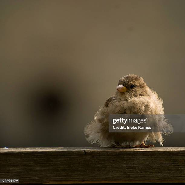 sparrow in the wind - ineke stock pictures, royalty-free photos & images