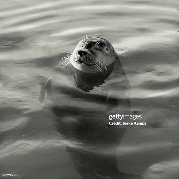 seal - ineke stock pictures, royalty-free photos & images