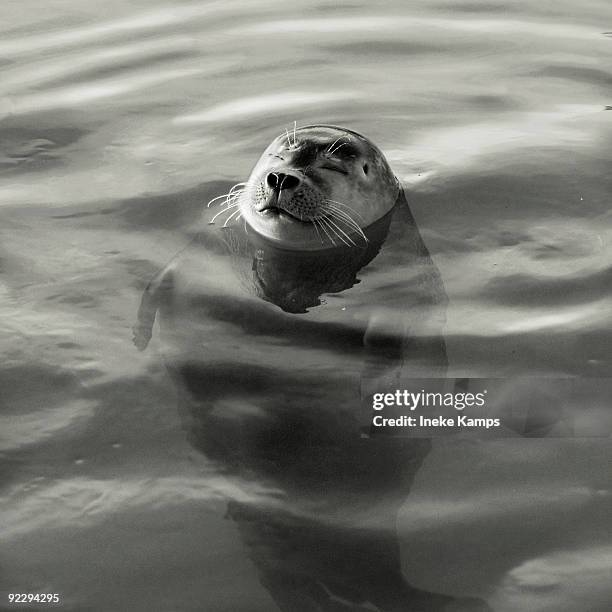 seal - texel bildbanksfoton och bilder