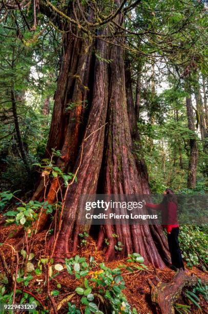 women standing and touching a giant ancient red cedar (thuja plicata) in mcmillan provincial park, cathedral grove, vancouver island - british columbia - canada - cedro vermelho do oeste - fotografias e filmes do acervo