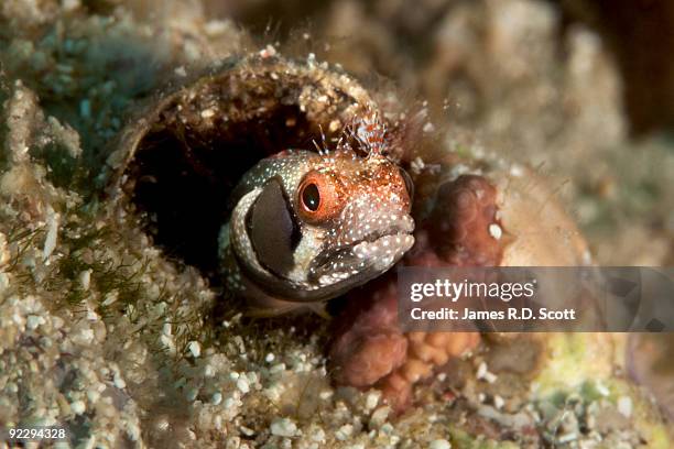 browncheek blenny - isla espiritu santo stock pictures, royalty-free photos & images