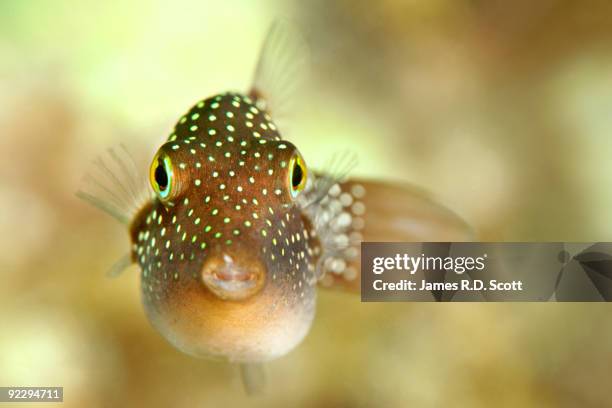 spotted sharpnose puffer fish - sea of cortez stock pictures, royalty-free photos & images