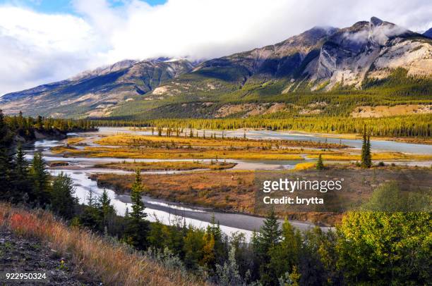 río de athabasca con pastoreo alces en el parque nacional jasper, alberta, canadá - alberta fotografías e imágenes de stock