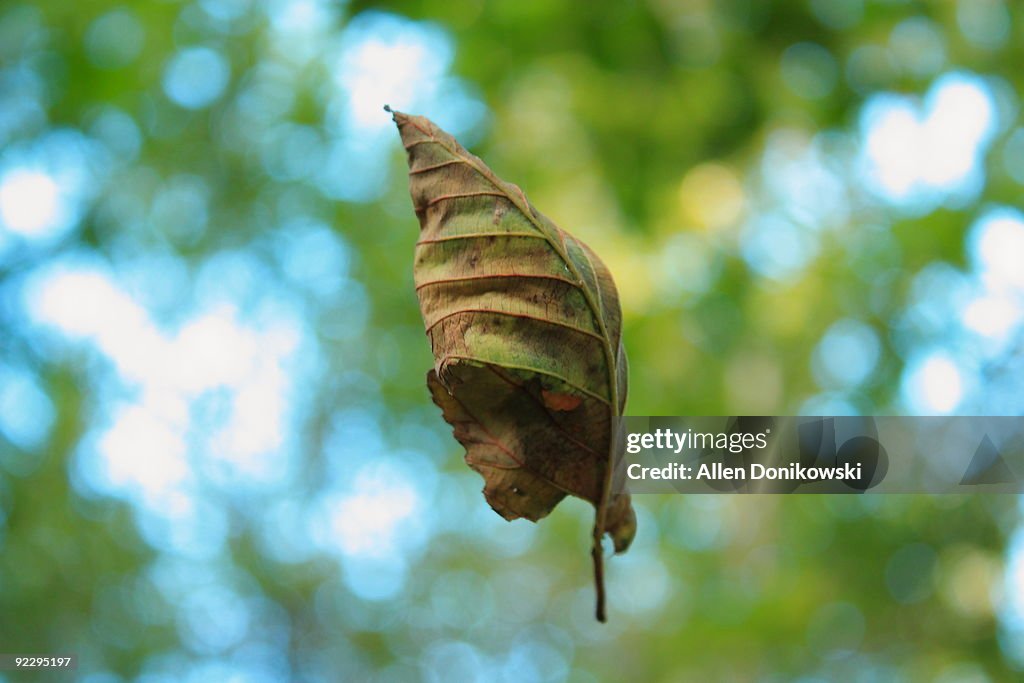 Suspended Leaf Refusing To Fall