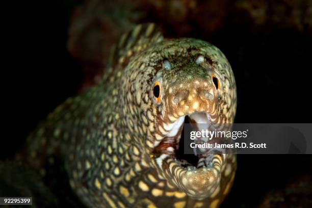 jewel moray eel - jewel moray stock pictures, royalty-free photos & images