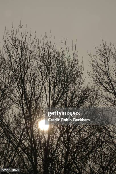 winter sun through a silhouetted tree. - robin beckham stockfoto's en -beelden