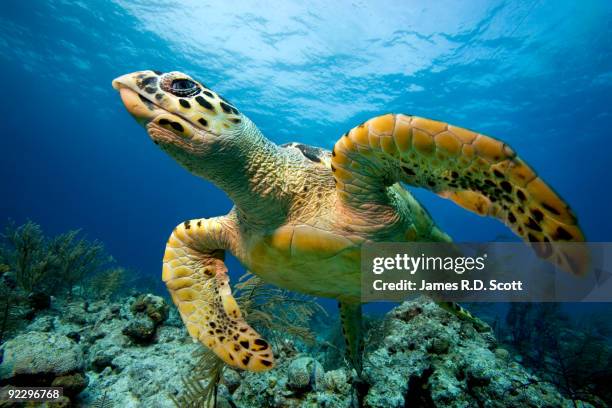 hawksbill turtle - hawksbill turtle fotografías e imágenes de stock