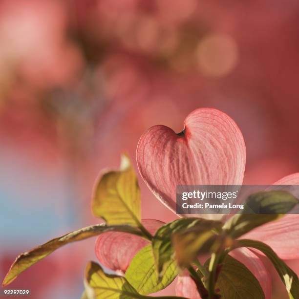 heart bloom - long stem flowers - fotografias e filmes do acervo