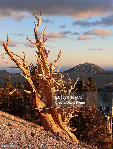 bristlecone pine, white mountains, california - bristlecone pine stock pictures, royalty-free photos & images