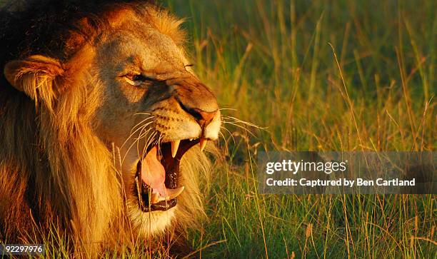 lion roaring at sunset - port elizabeth stock pictures, royalty-free photos & images