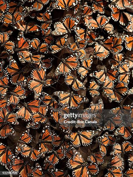 butterflies - swarm of insects foto e immagini stock