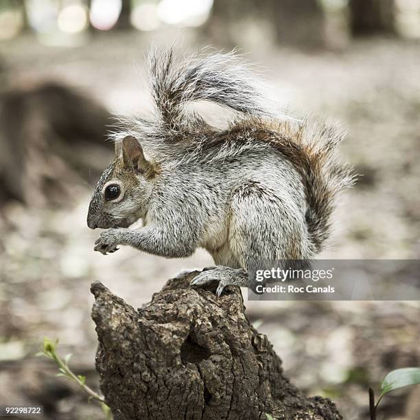 219 Mexican Squirrel Stock Photos, High-Res Pictures, and Images