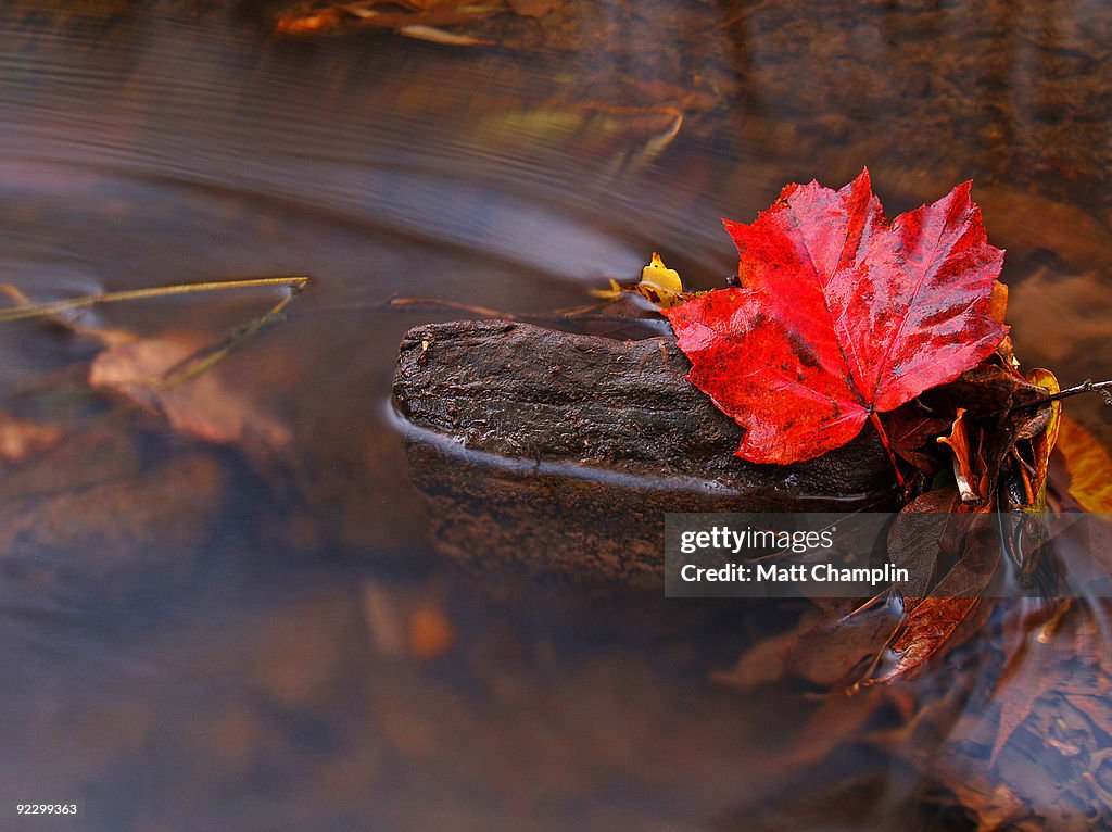 Red Leaf stuck in a Stream