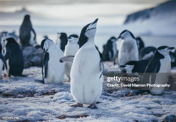 chin strap shake - fluffy penguin stock pictures, royalty-free photos & images