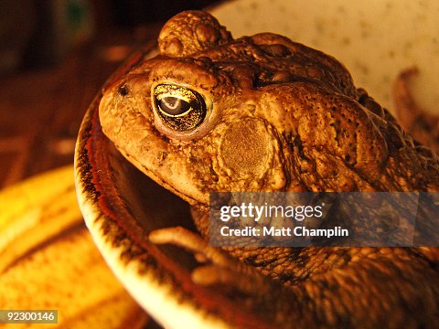 Japanese common toad, side view Japanese common toad, side view