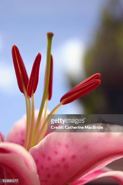 stargazer lily - catherine macbride photos et images de collection