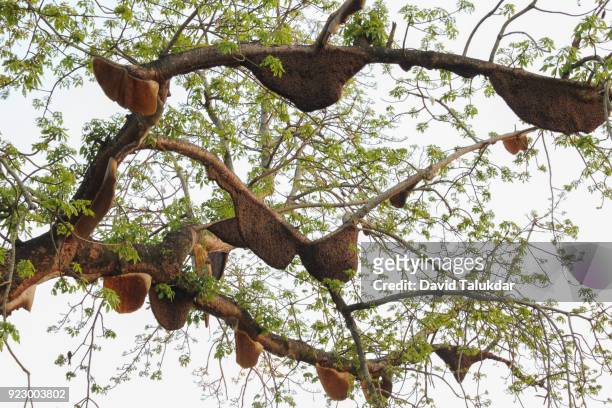 group of honeycomb in a tree - giant bee stockfoto's en -beelden