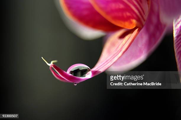 orchid with water droplet - catherine macbride stock-fotos und bilder