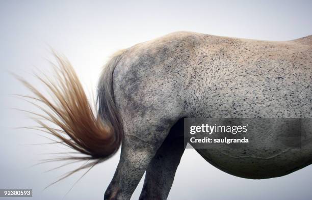 horse - horse tail stock pictures, royalty-free photos & images