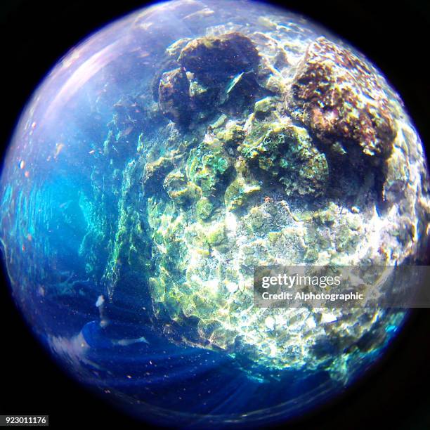 schwimmen unter wasser in einem cenote - guppy fisch stock-fotos und bilder