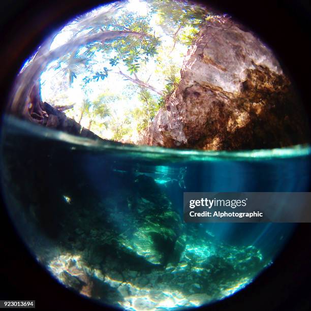 schwimmen in einem cenote - guppy fisch stock-fotos und bilder