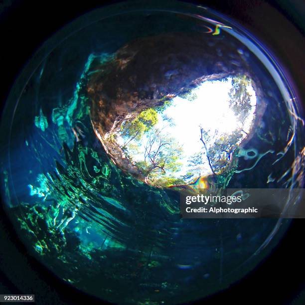 swimming in a cenote - guppy fish stock pictures, royalty-free photos & images