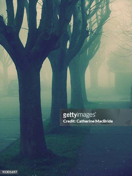 a single row of trees  - catherine macbride stockfoto's en -beelden