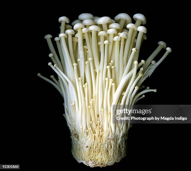 enoki mushrooms - enoki mushroom stock pictures, royalty-free photos & images