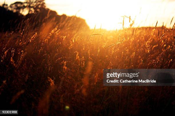 fields of gold - catherine macbride stock pictures, royalty-free photos & images