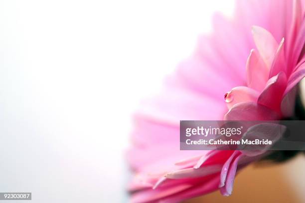 pink gerbera - catherine macbride fotografías e imágenes de stock