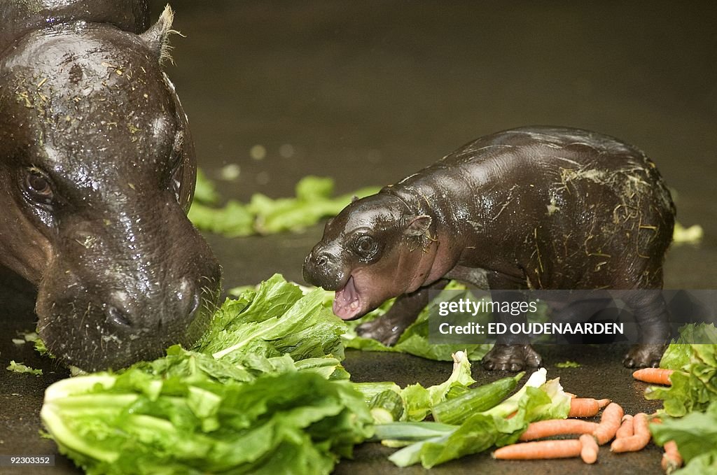 A newly born pygmy hippopotamus walks ar