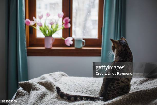 tabby katze sitzt auf einem bett - tulips cat stock-fotos und bilder