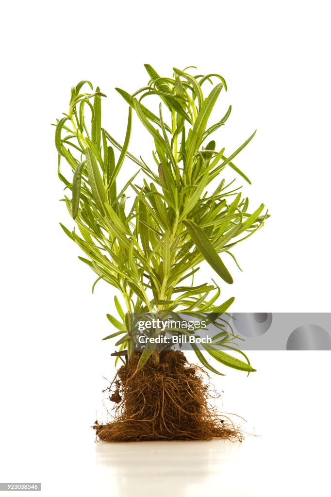 Tarragon Roots Tarragon Plant With Whole Root Ball On A White Background High-Res ...
