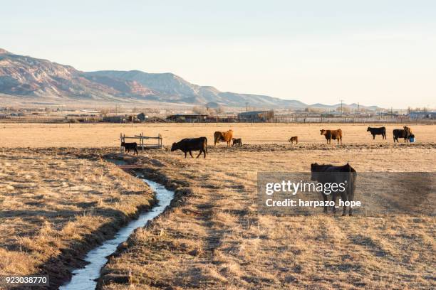 beef cattle and canal in a field in utah. - harpazo hope stock pictures, royalty-free photos & images