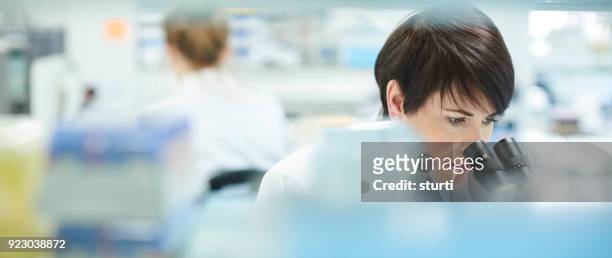 female scientist in a busy research lab - ensaio imagens e fotografias de stock