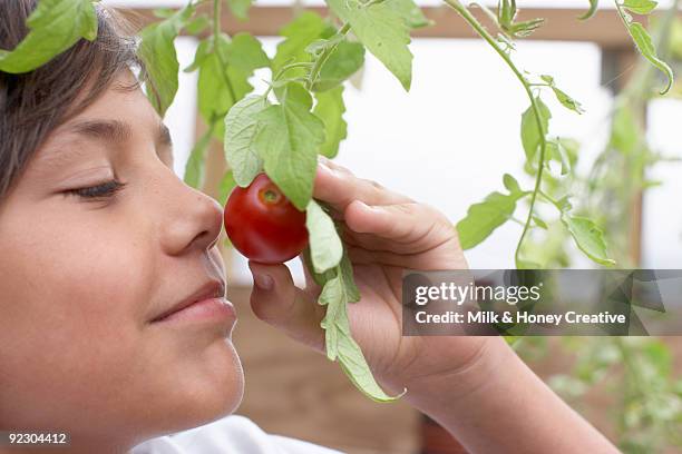 boy smelling a tomato - honey boy fotografías e imágenes de stock