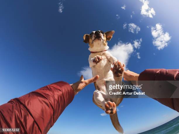 owner playing with dog making him fly above the head. - dog jump stock-fotos und bilder