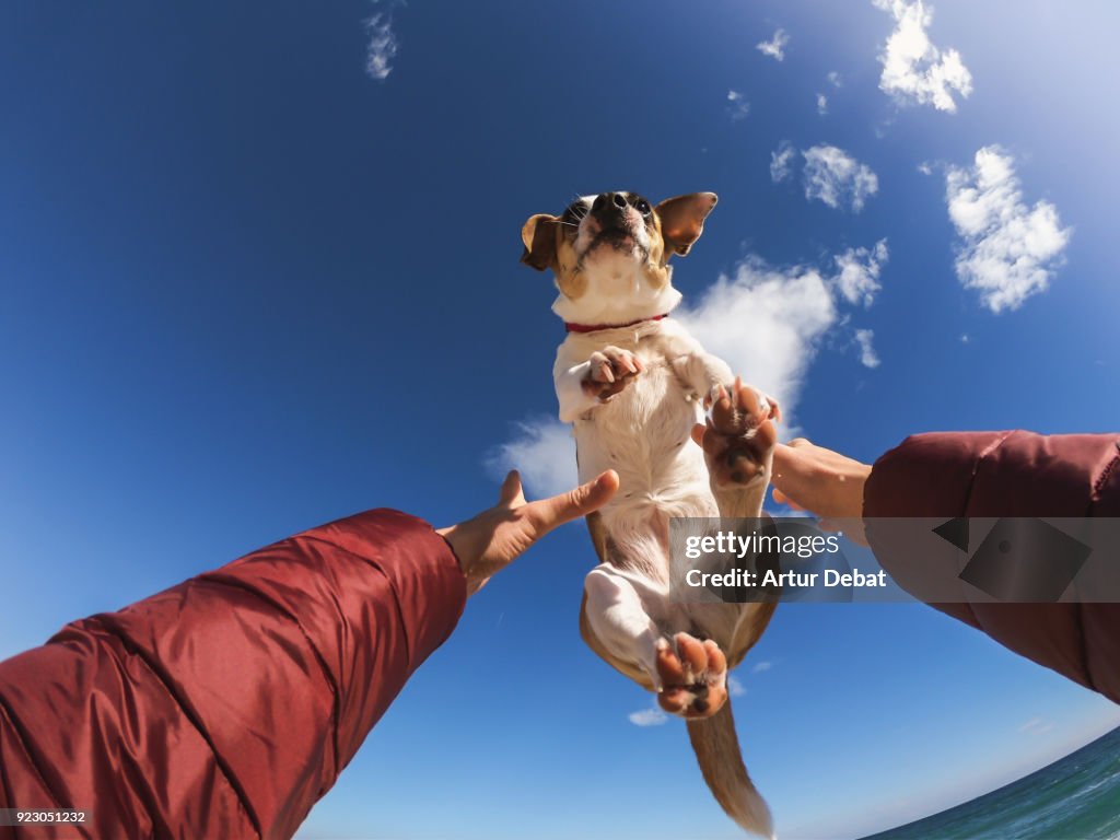 Owner playing with dog making him fly above the head.